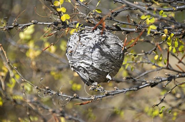 How To Get Rid Of Wasp Nests In Trees