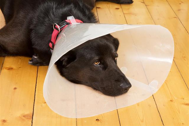 elizabethan collar pet barn