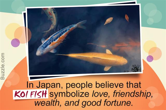 5 Facts About Koi Fish