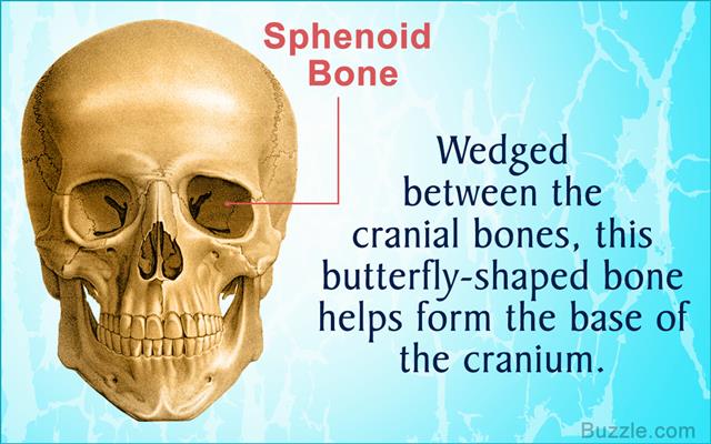 Me bones. Sphenoidal Bone. Parts of sphenoid Bone. The sphenoid Bone of Chimpanzee. Sphenoid Bone перевод.