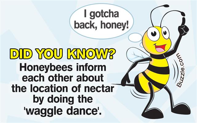 Honey Bee Facts