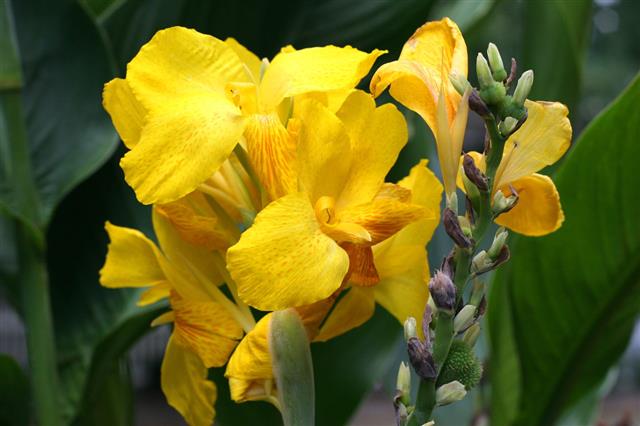 Canna Lily Facts