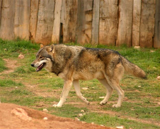 brown almost black wolf