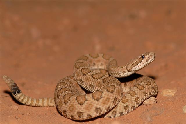 Facts About The Tiger Rattlesnake Images, Photos, Reviews