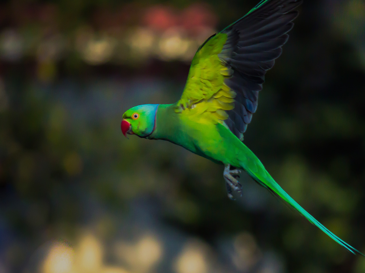 How Do Birds Get their Color?