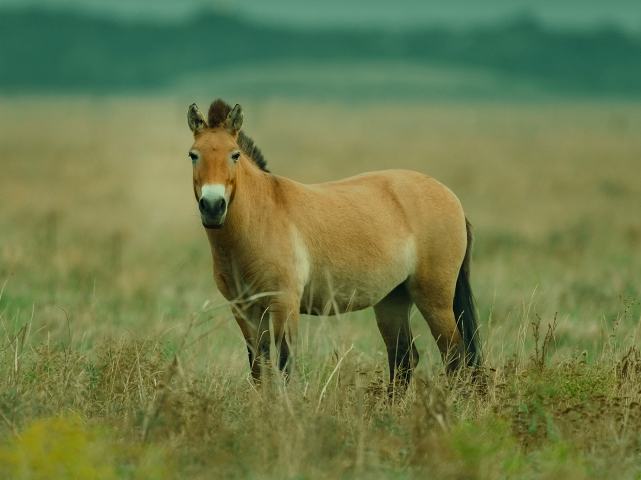 Лошадь Пржевальского вымерла