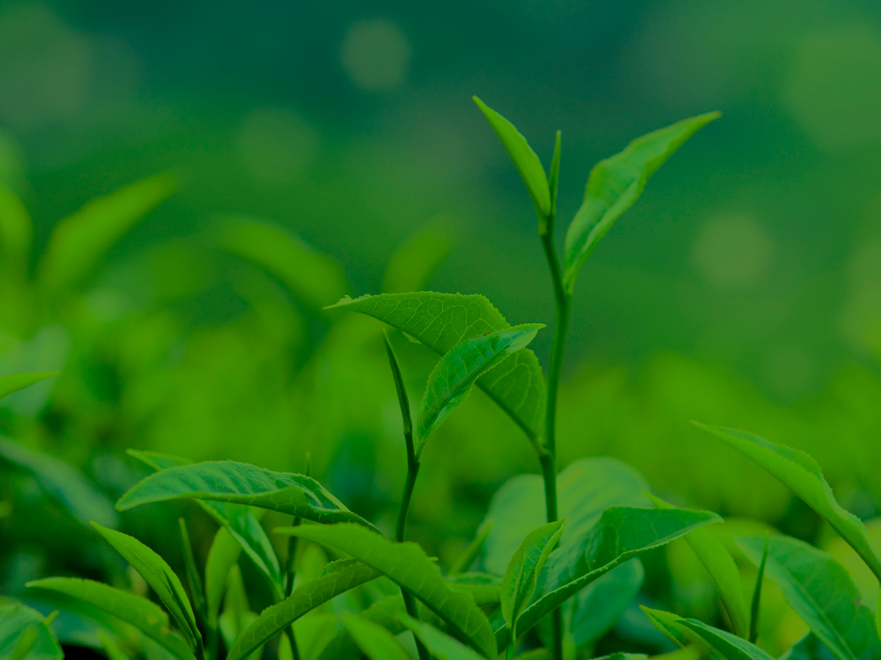 how-to-grow-your-own-green-tea