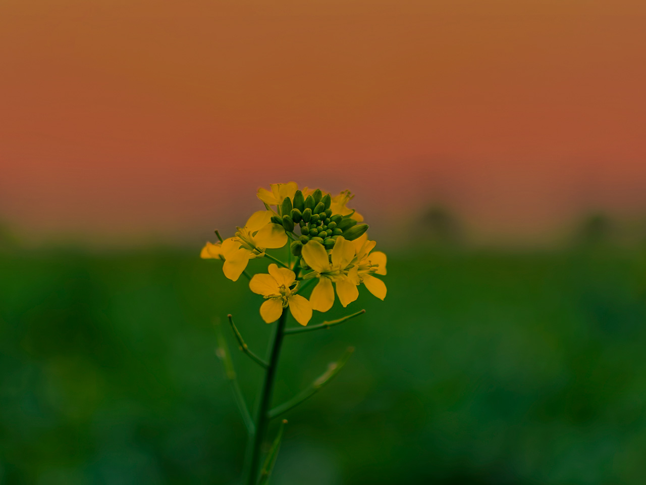 Mustard Plant Types