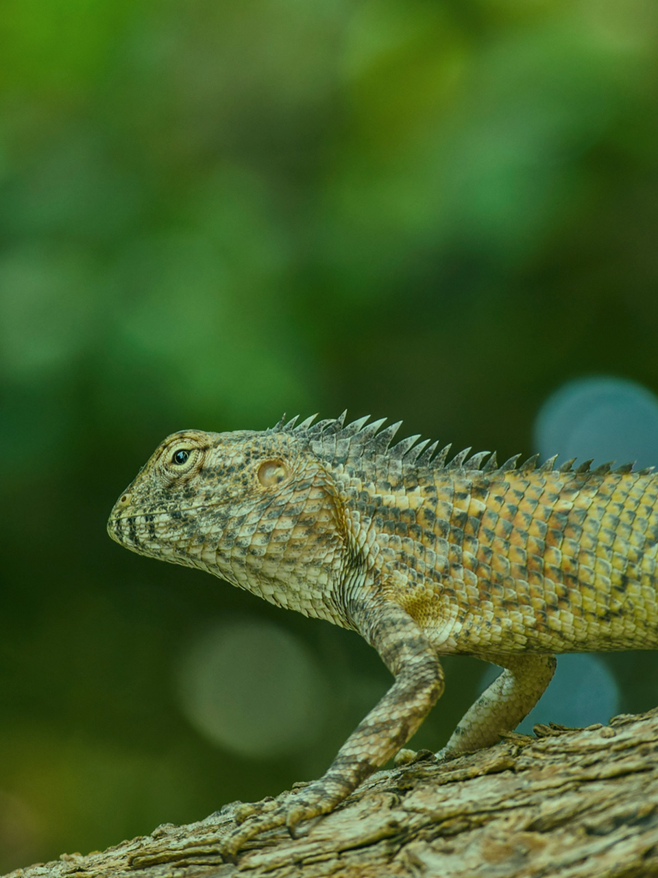 Awesome Facts About Lizards