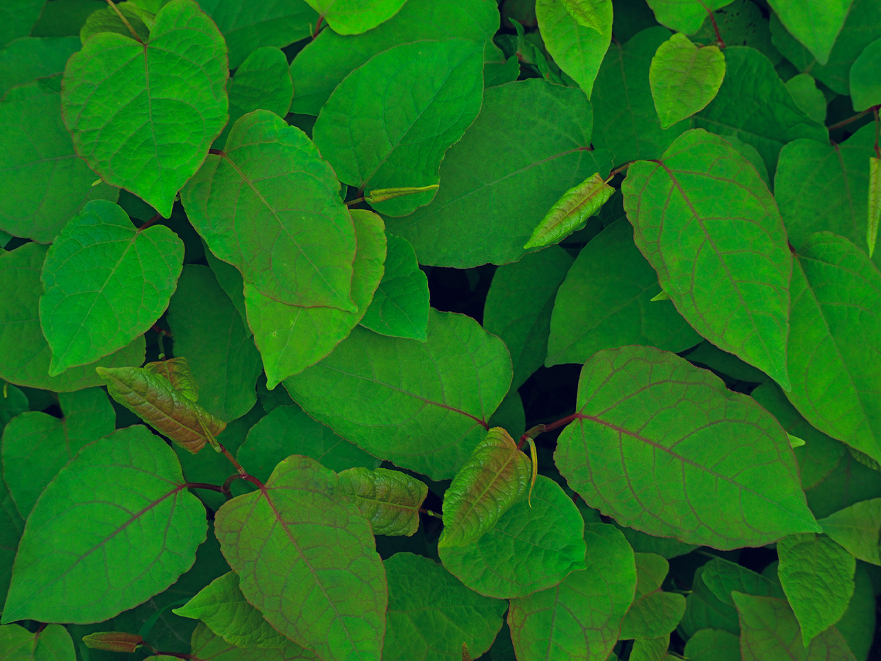 Eradication of Japanese Knotweed