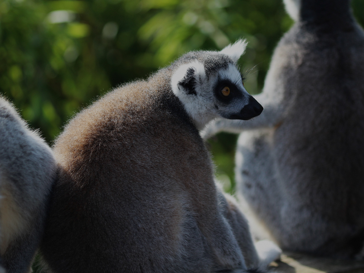 Fun Facts About Mouse Lemurs