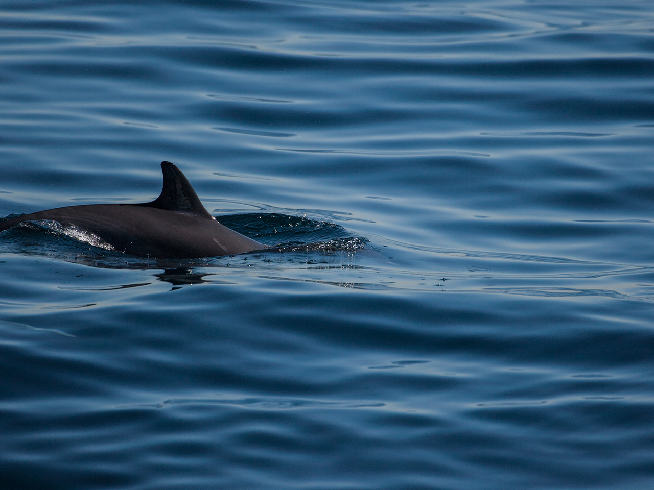 facts-about-the-indus-river-dolphin