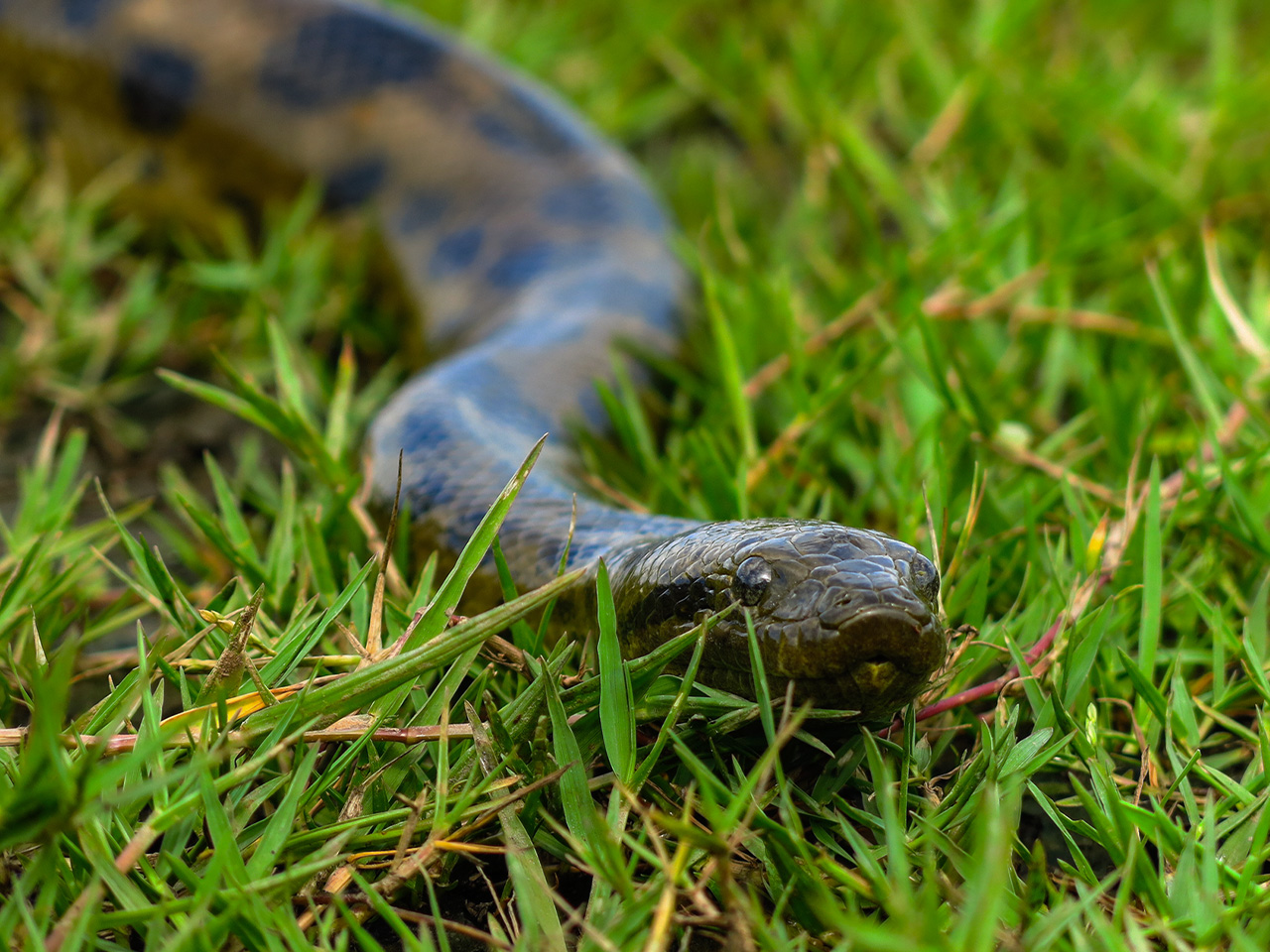 anaconda-habitat