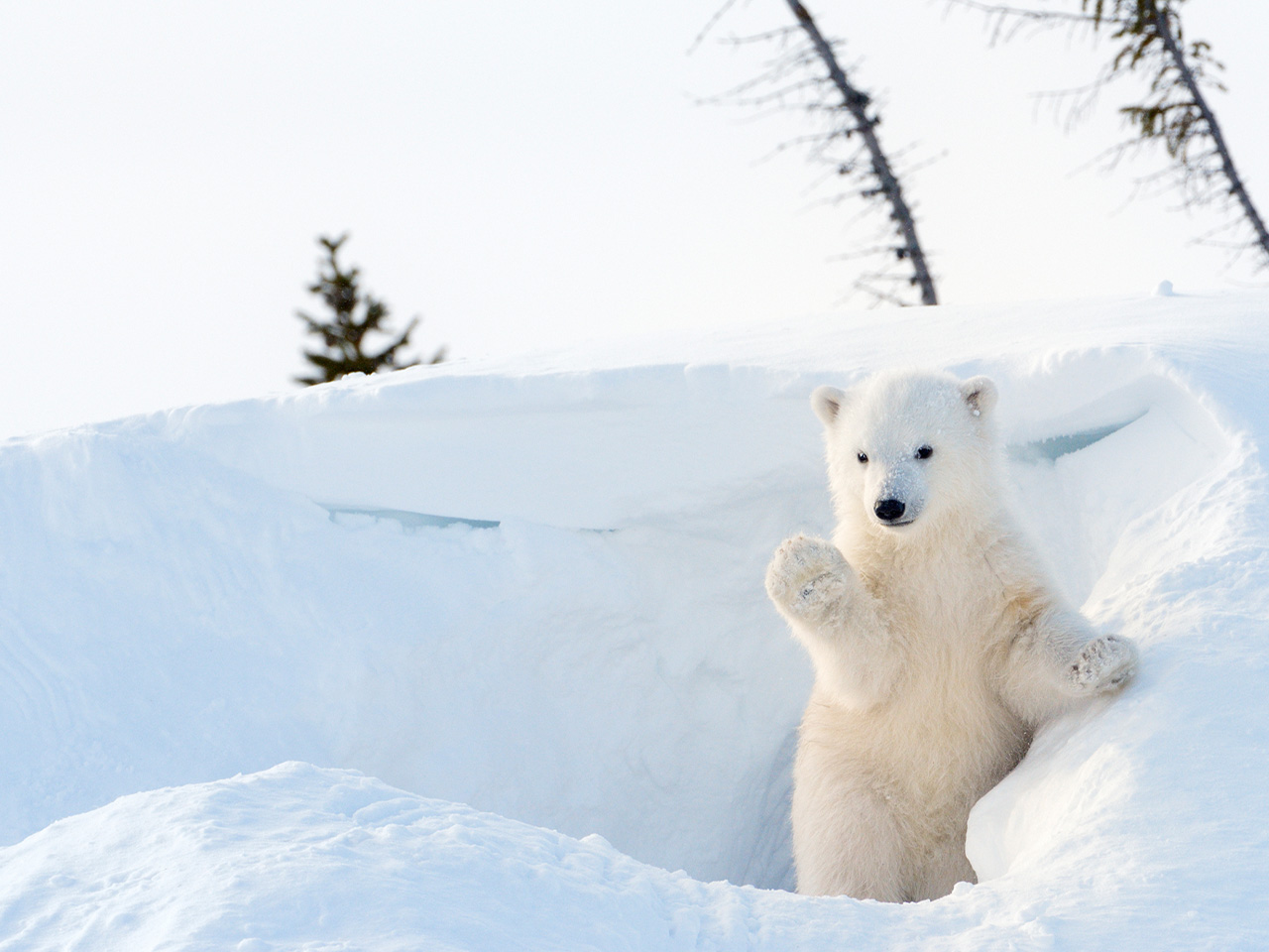 Polar Bears Habitat