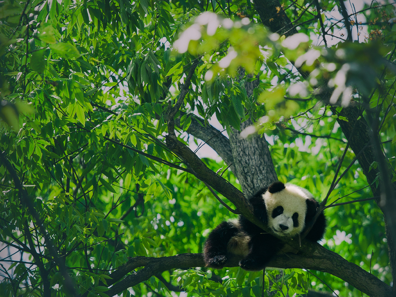 Giant Panda Habitat