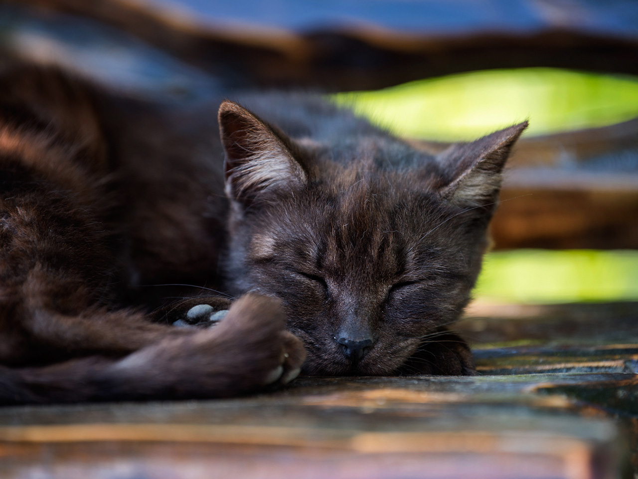 bone-marrow-cancer-in-cats