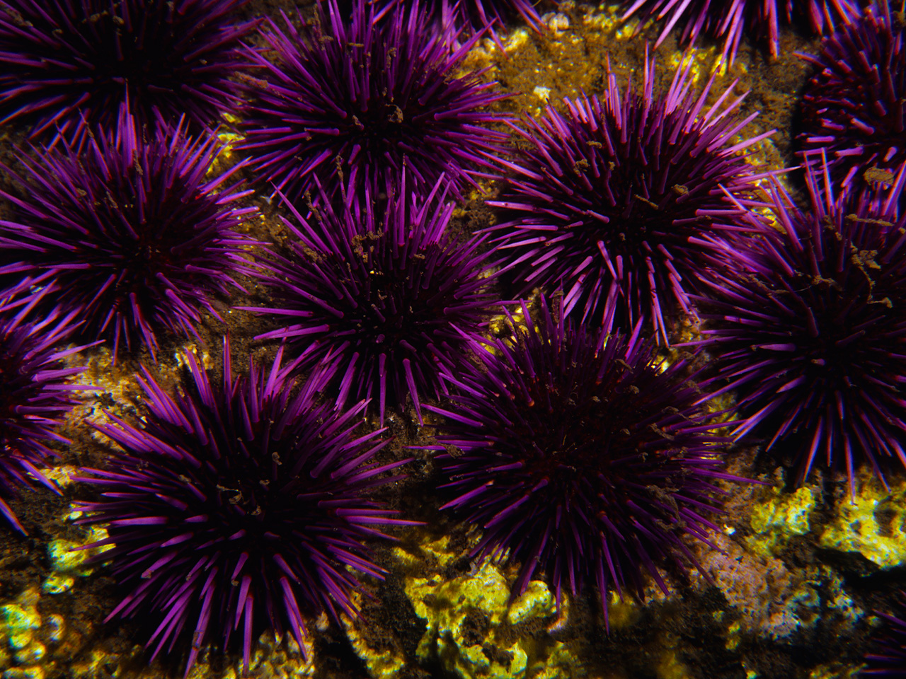 Where Is The Best Sea Urchin In The World