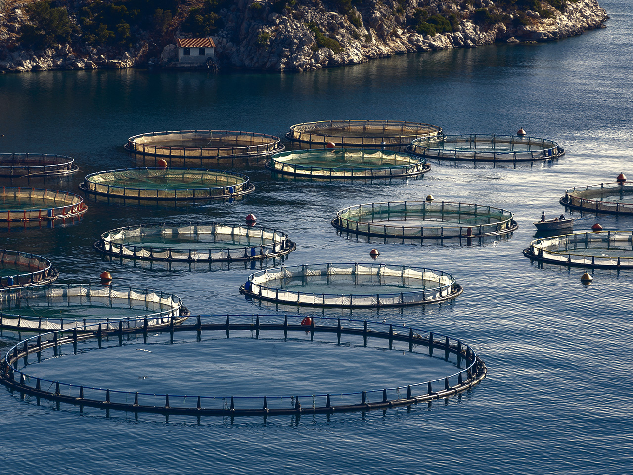 fish-farming-techniques