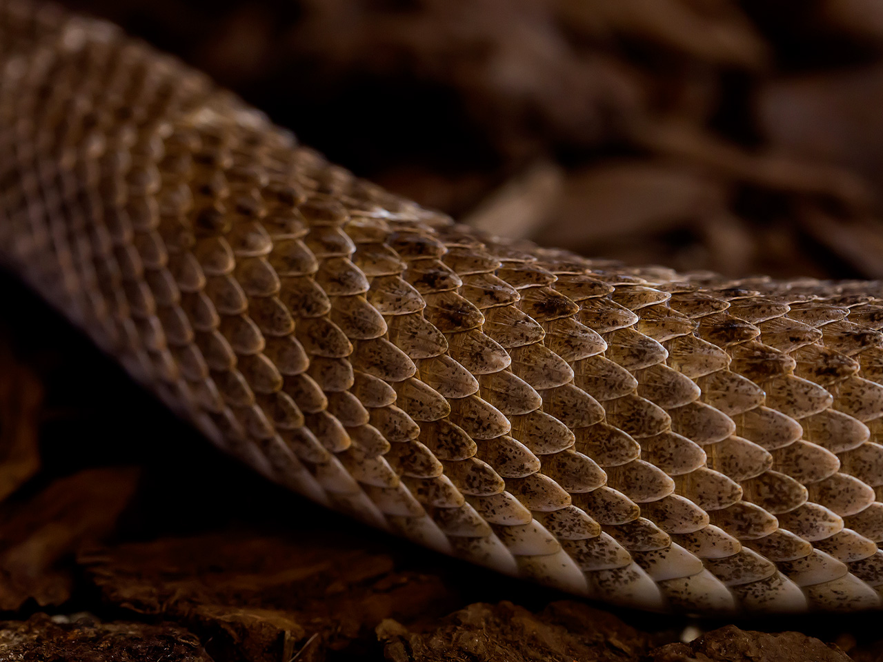 Facts About the Deadly Diamondback Rattlesnakes