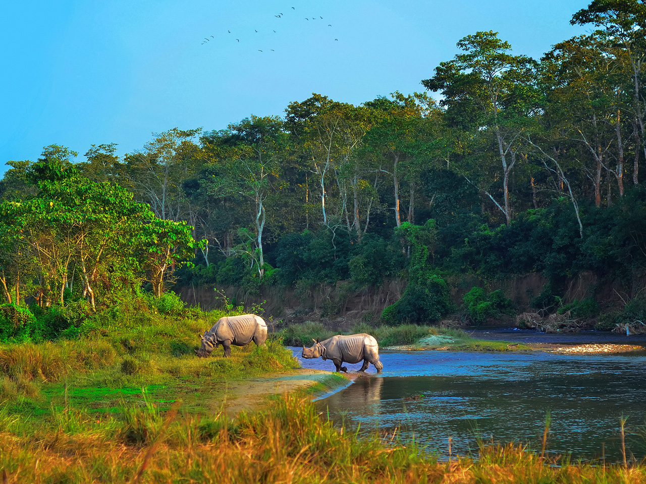 Northern White Rhinoceros Facts