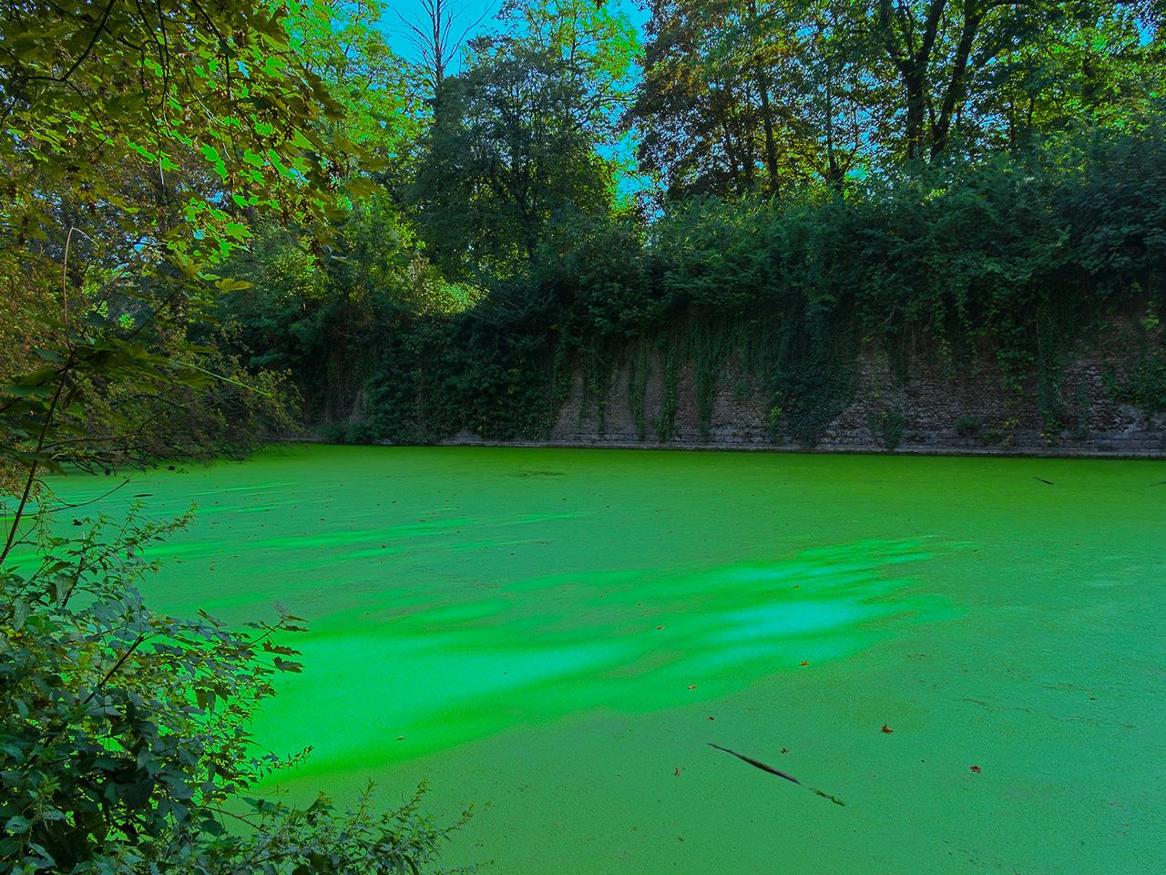 how-to-grow-duckweed