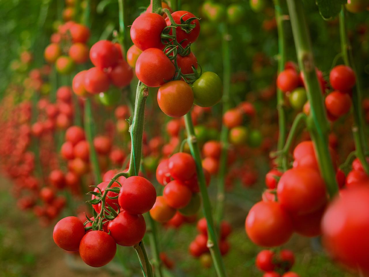 Growing Tomatoes Upside Down