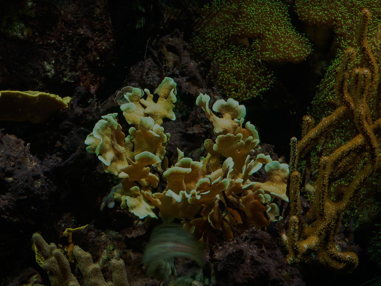 Facts About Marine Biome Plants