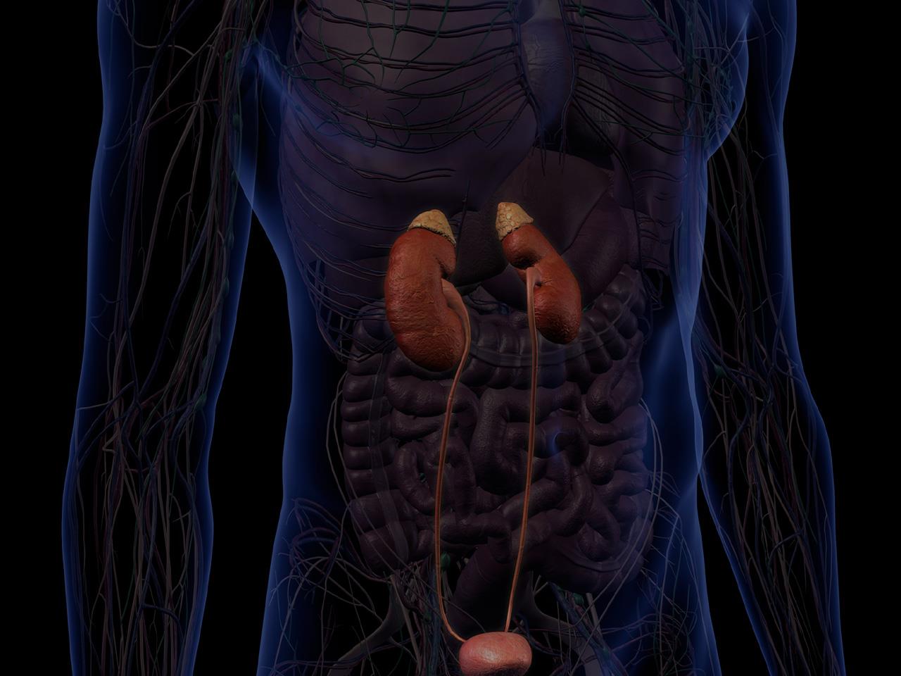 Labeled Diagram of Nephron