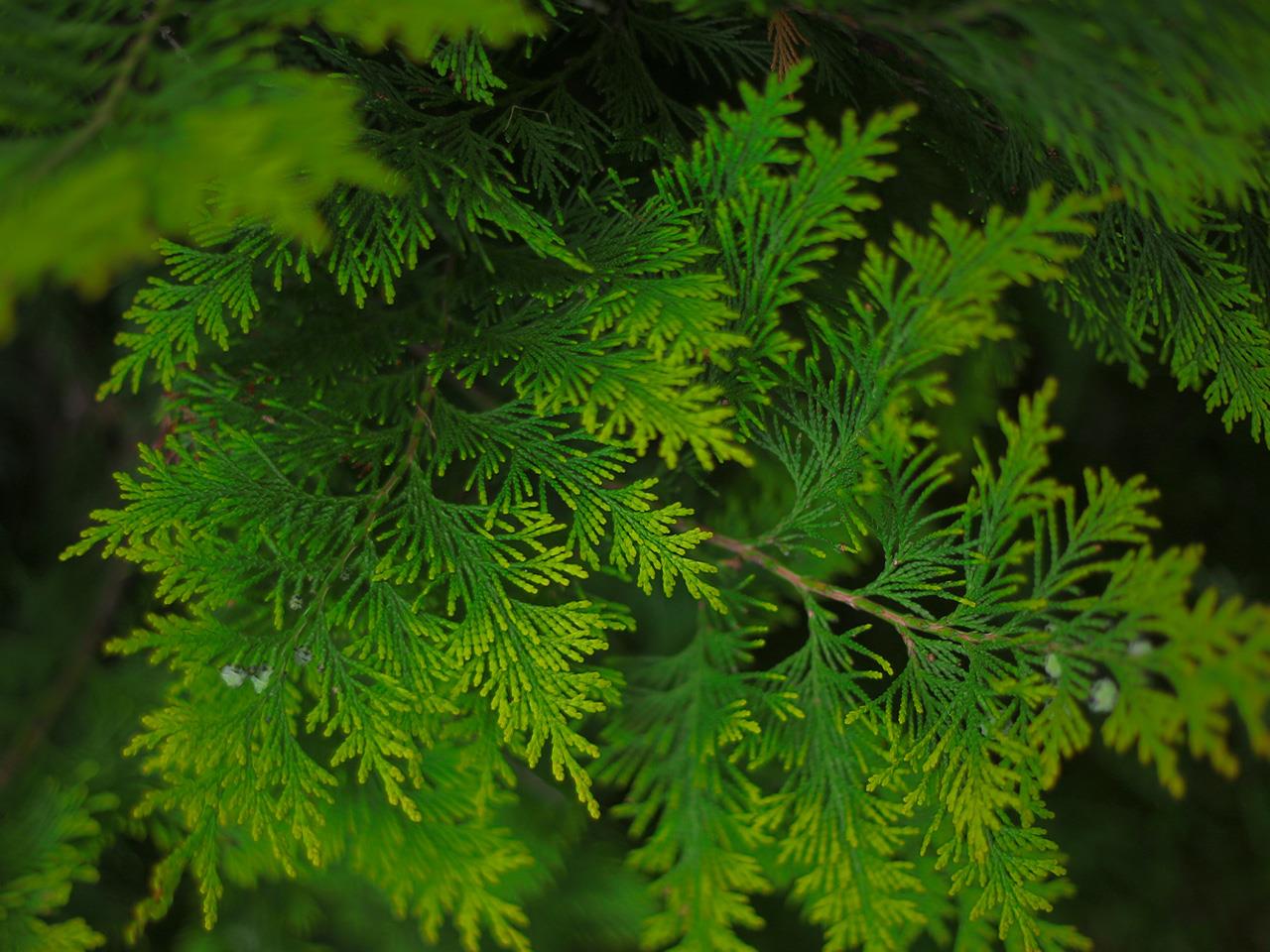 Types of Juniper Shrubs