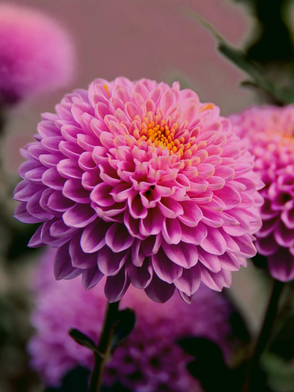 Chrysanthemum Flower Facts