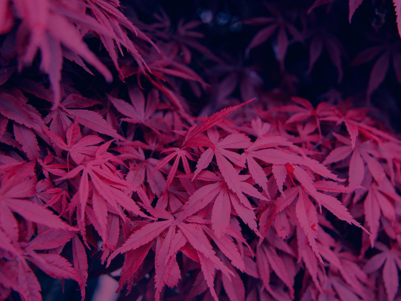 Bloodgood Japanese Maple   5433963 1280 688206442 1521077 L 