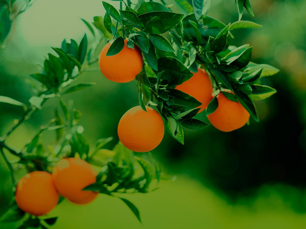 History of Orange Fruit