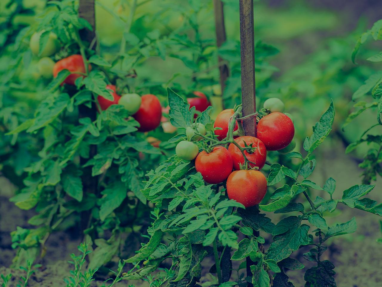 Aphids on Tomato Plants