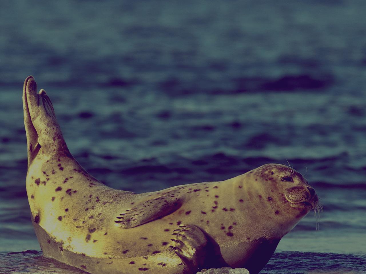 Sea Lions vs. Seals