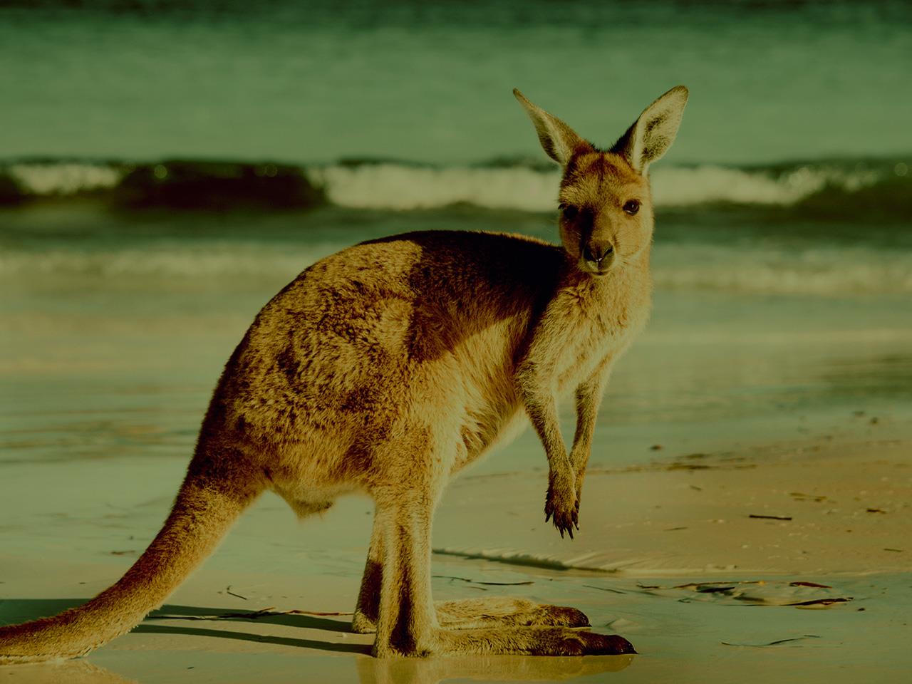 what-do-kangaroos-eat