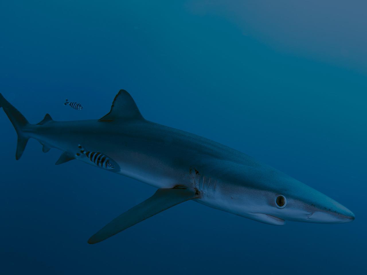 Common Thresher Shark