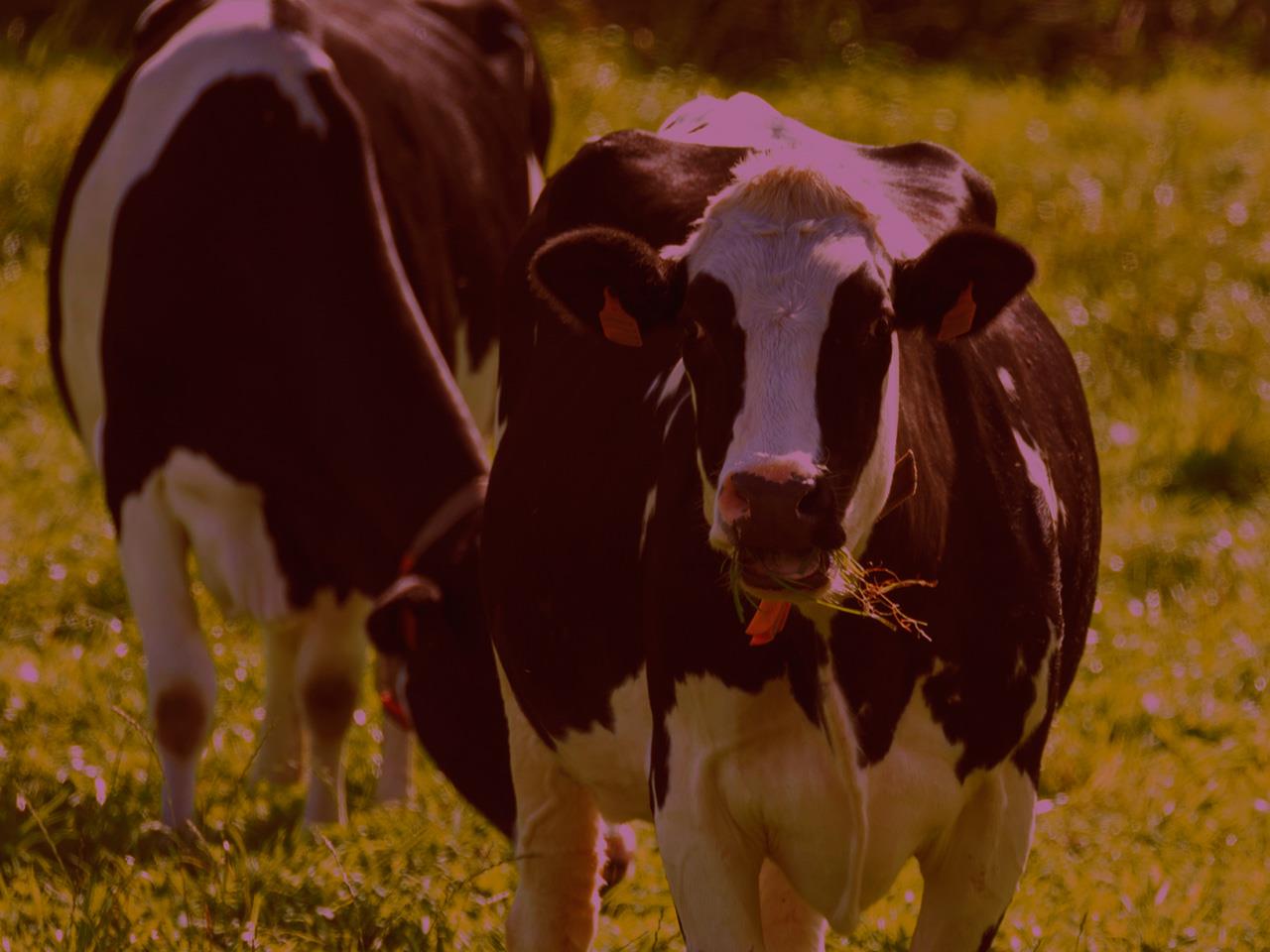 Mad Cow Disease Facts