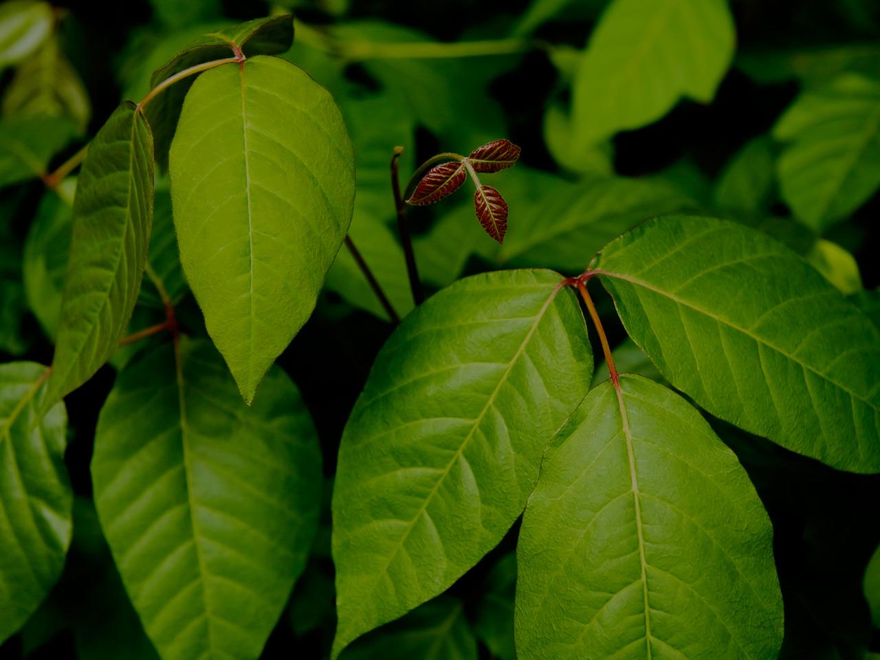 plants-that-cause-skin-irritation