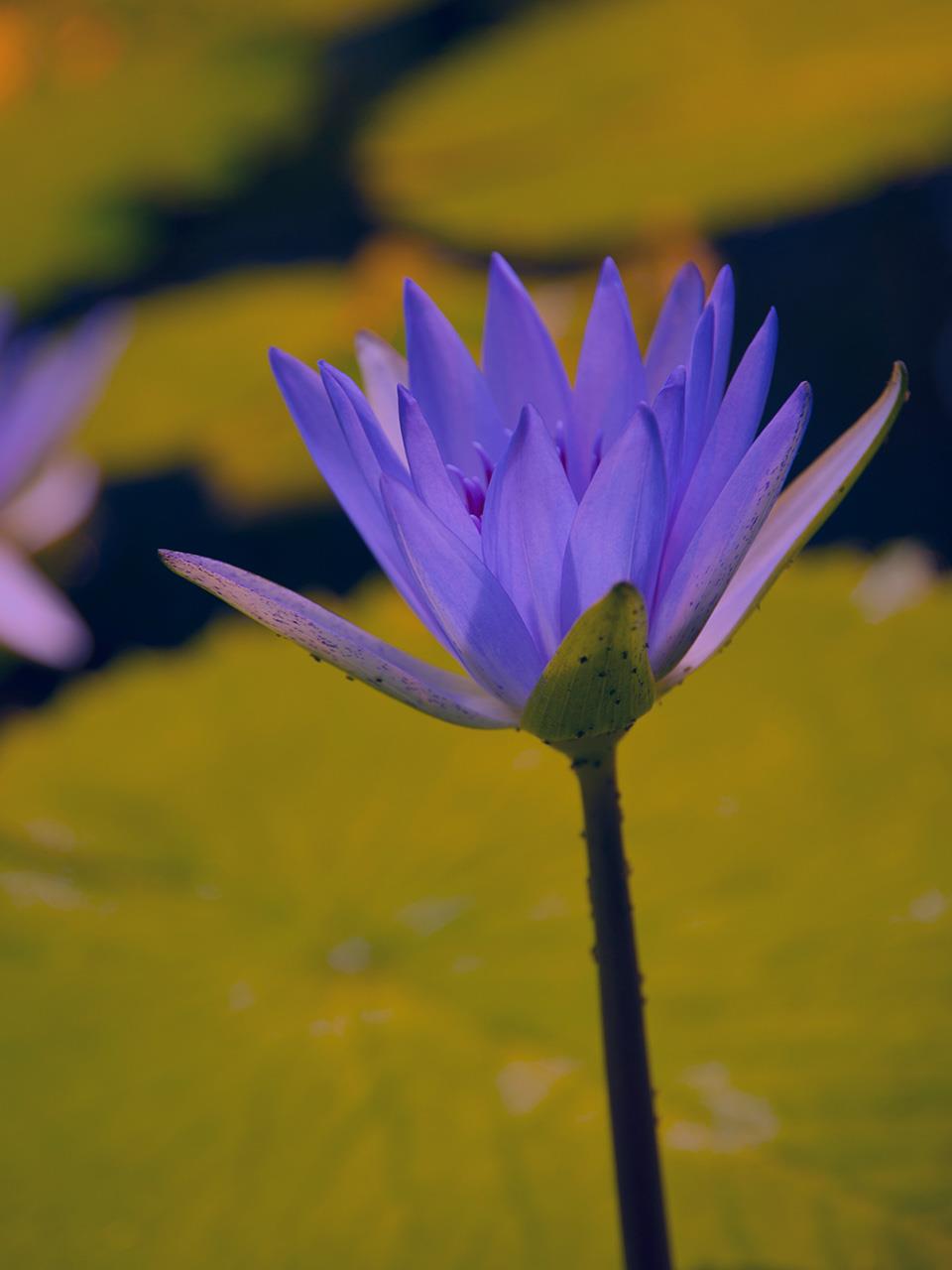 Unknown Facts About Blue Lotus Flowers