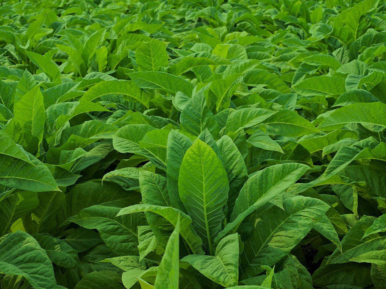 How to Grow Tobacco