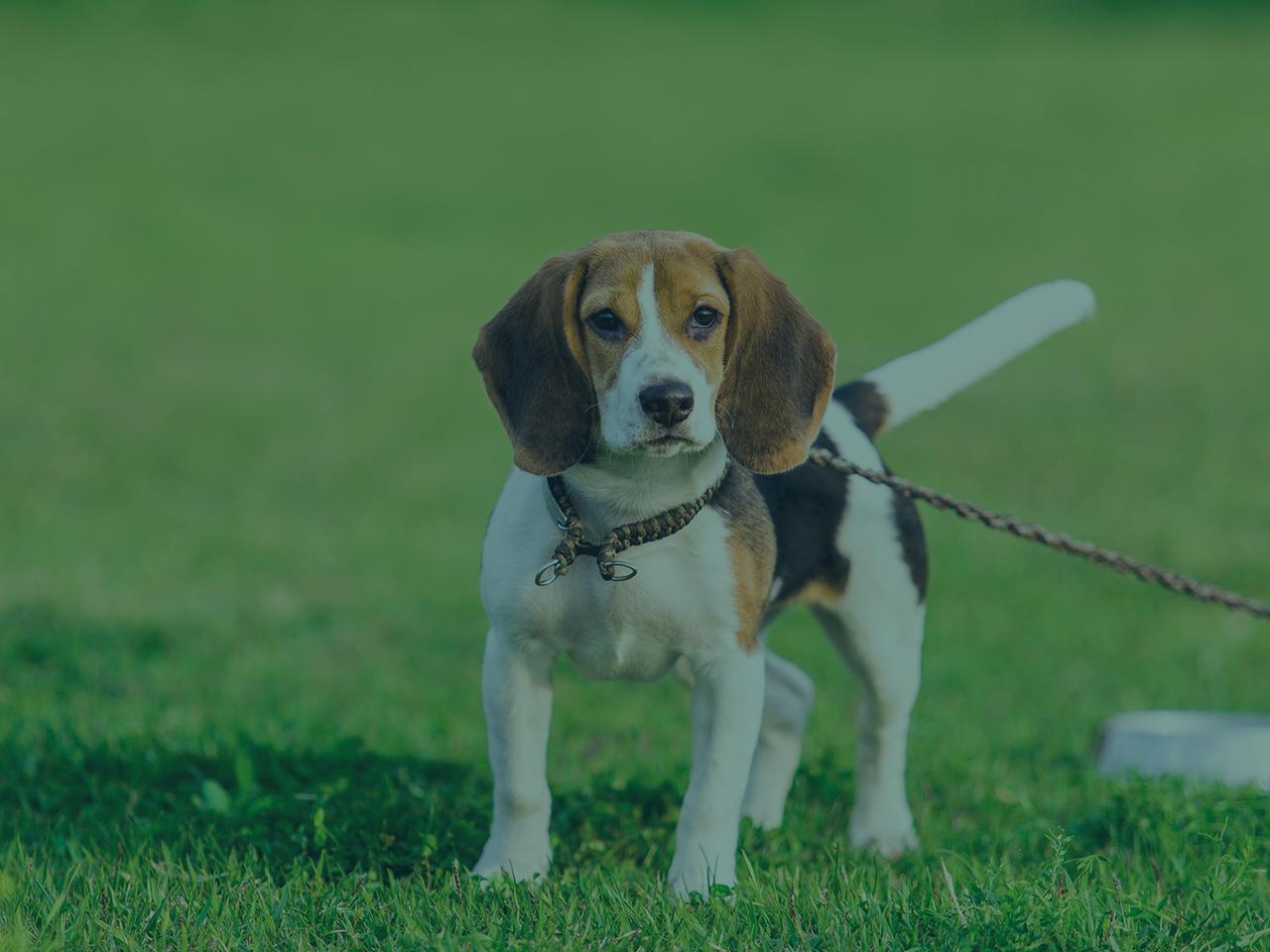 beagle-health-problems