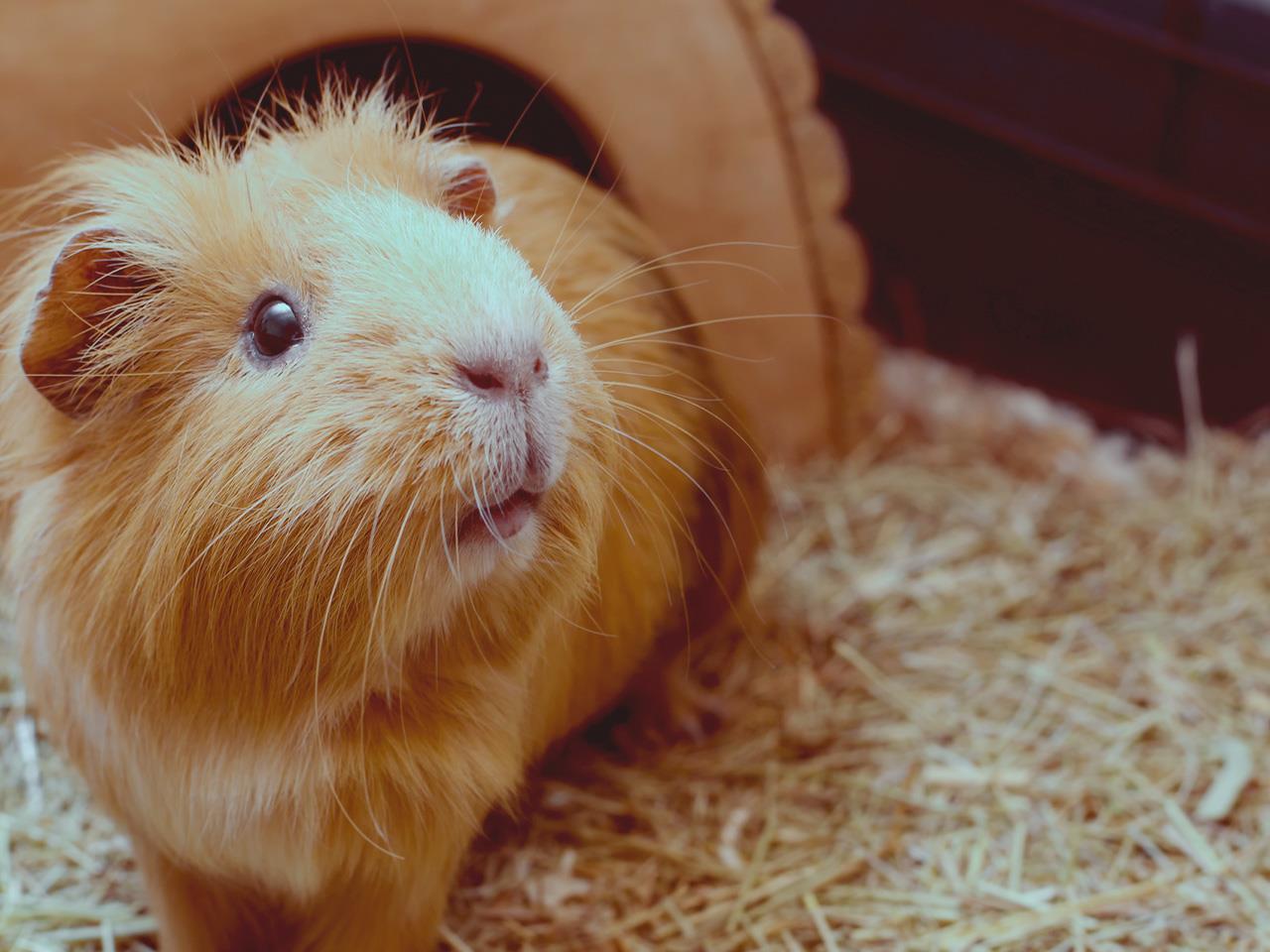 guinea-pig-names