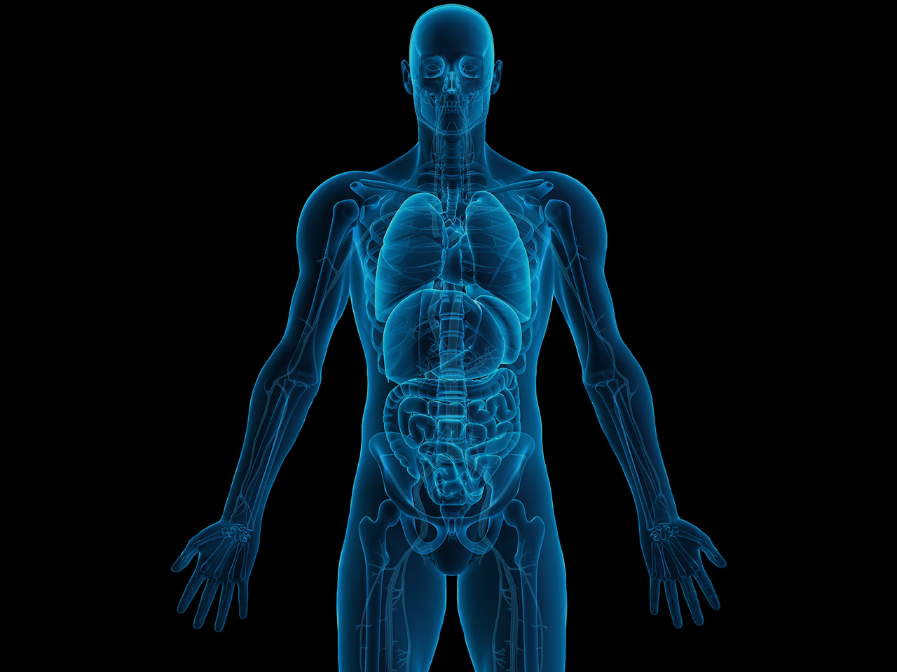 Human organs. Органы человека. Внутренние органы человека 3д.