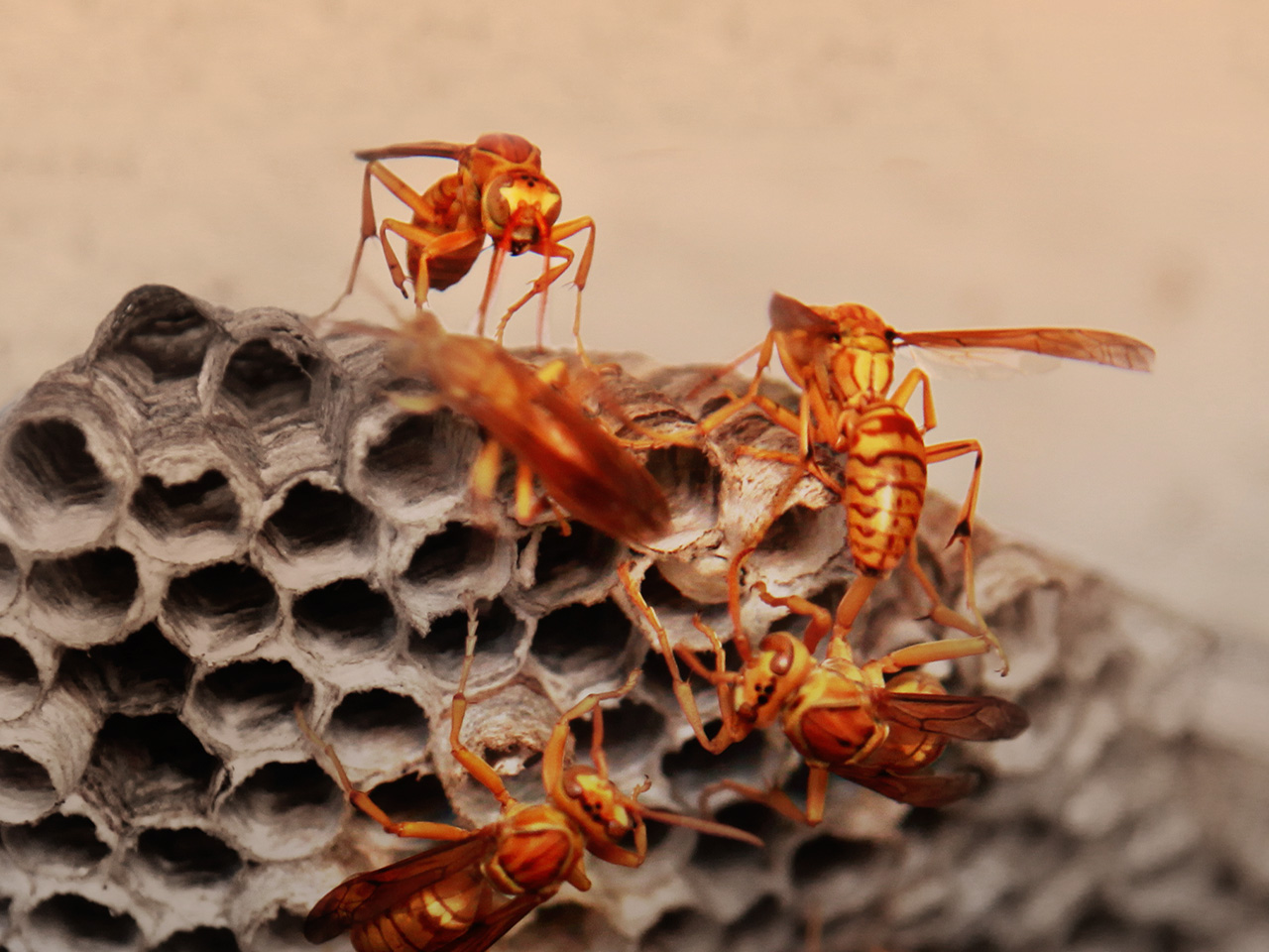 how to get rid of wasp under deck