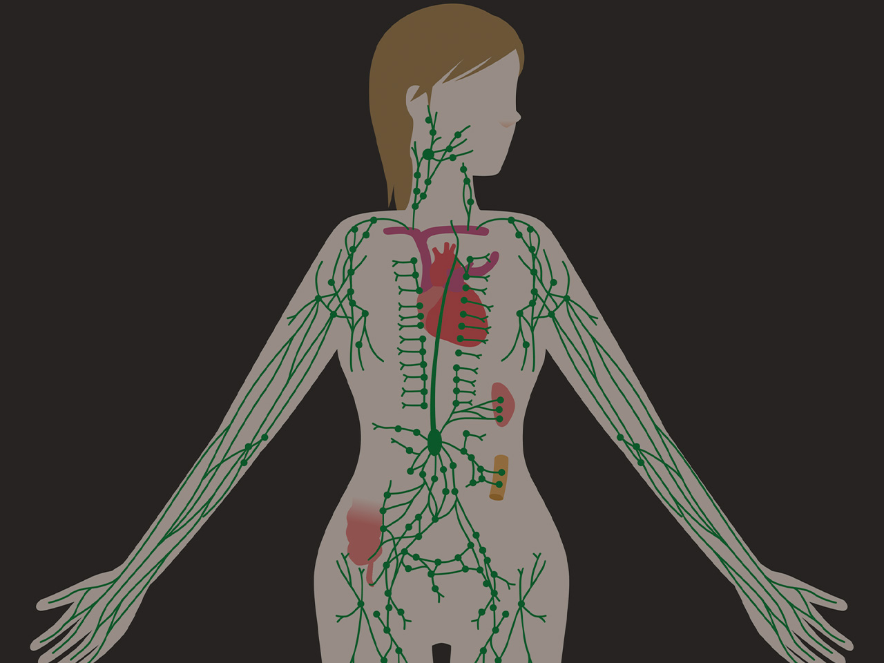 Лимфоузлы цвет. Лимфатическая система лимфоузлы. Лимфатическая система в теле. Лимфатическая система анатомический атлас. Лимфа система человека женщины.