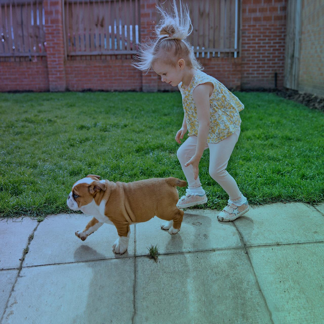 dwarf english bulldog