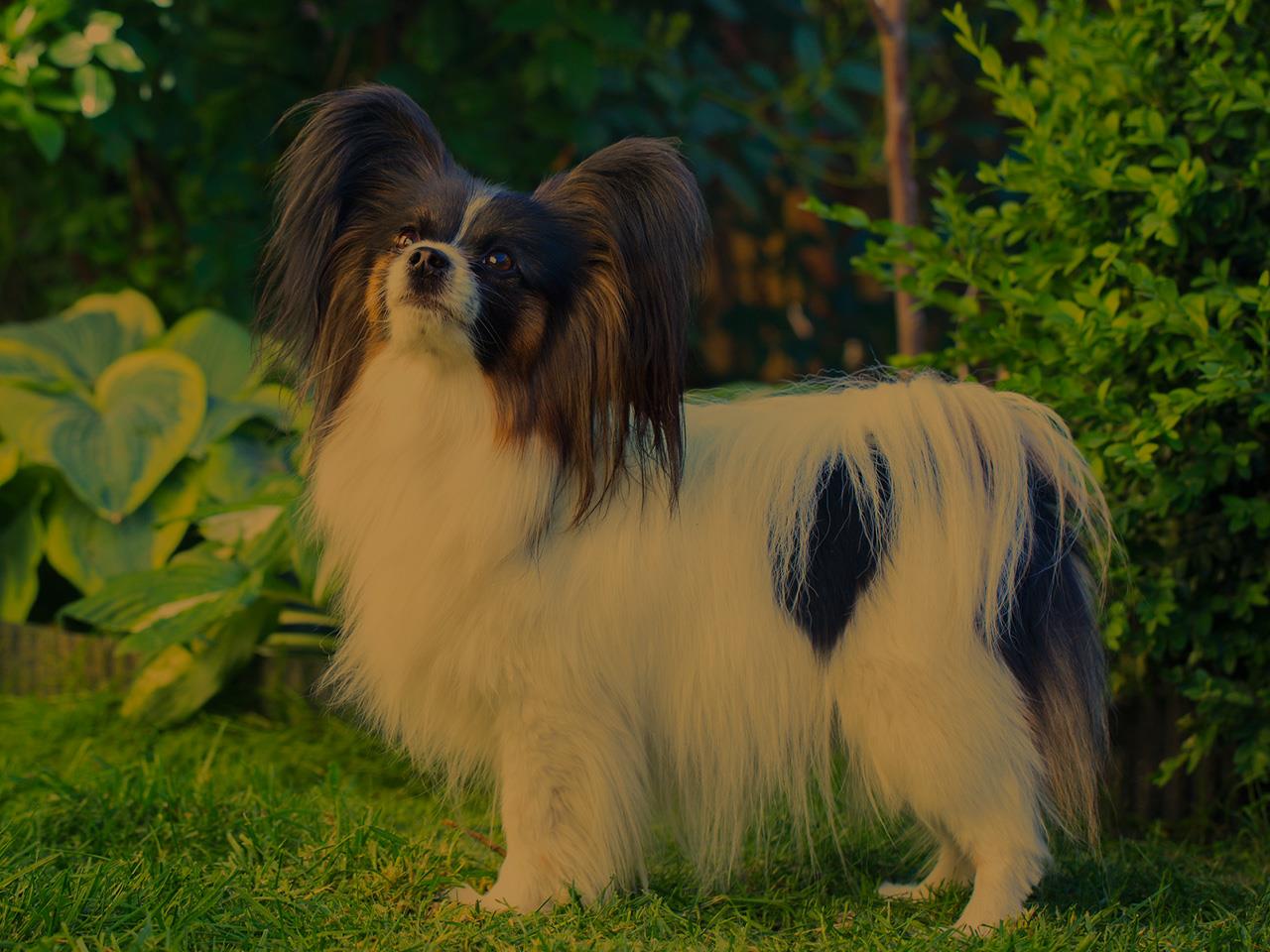 Animal Hairstyles That Are Fashion Statement in Their Own Right