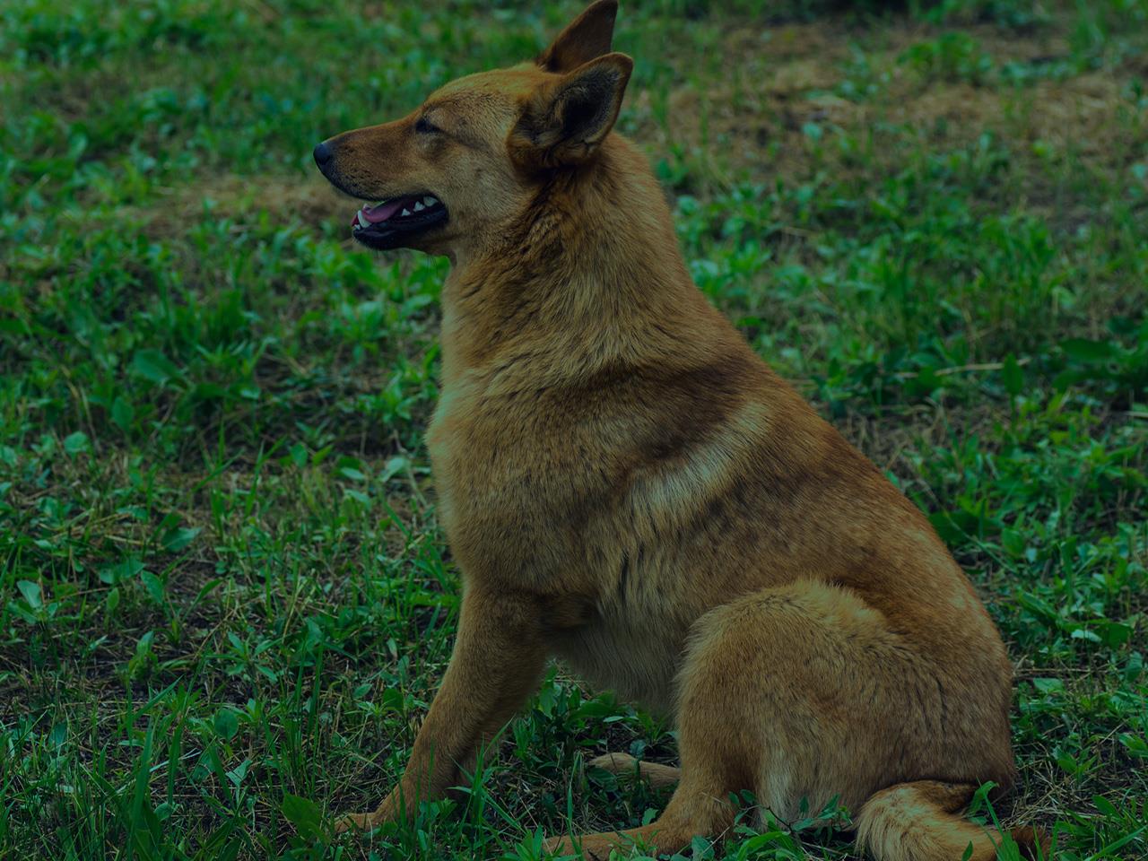 Treatment For Fungal Infection In Dogs Ears