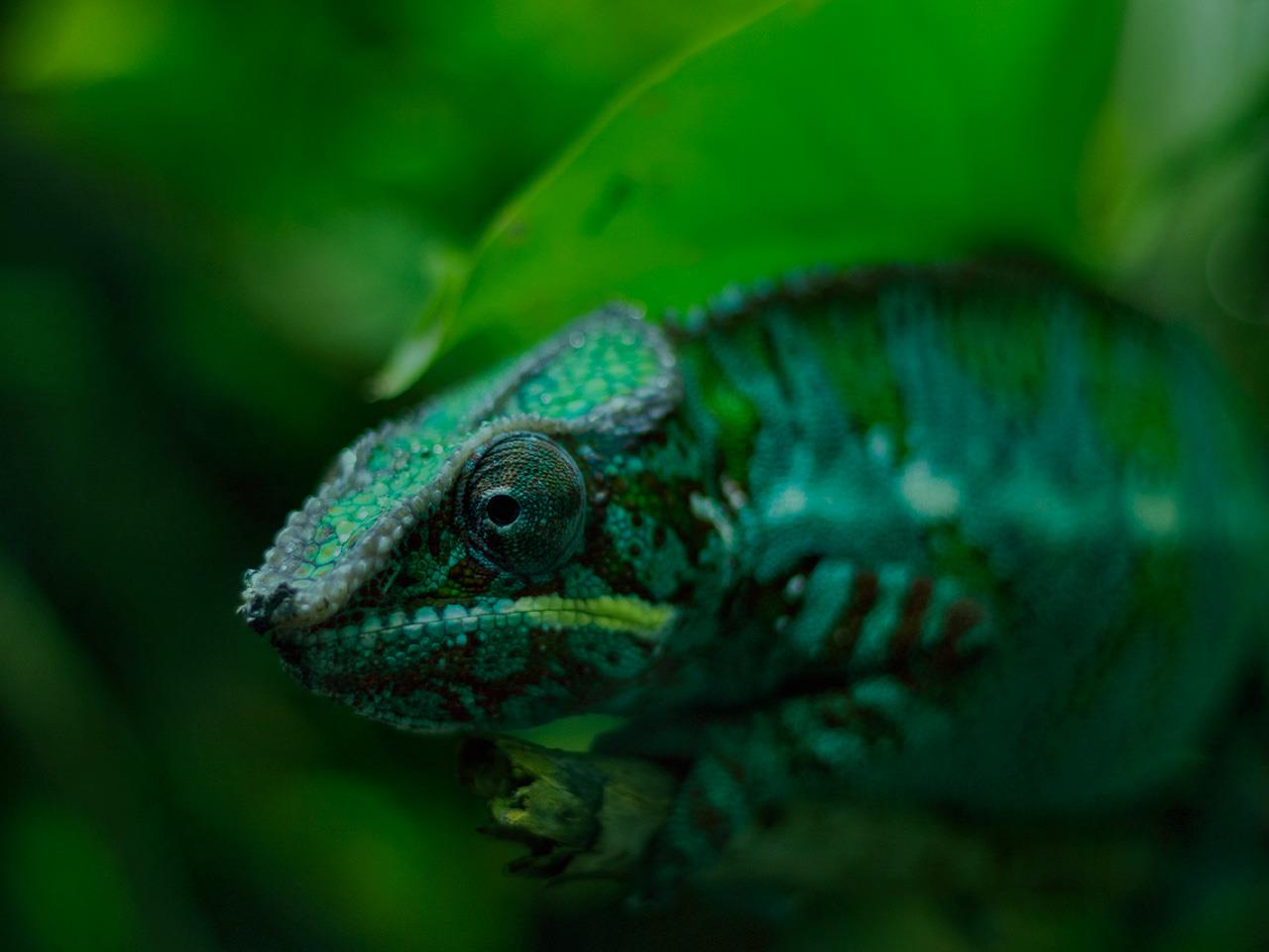 How and Why Do Chameleons Change Color?