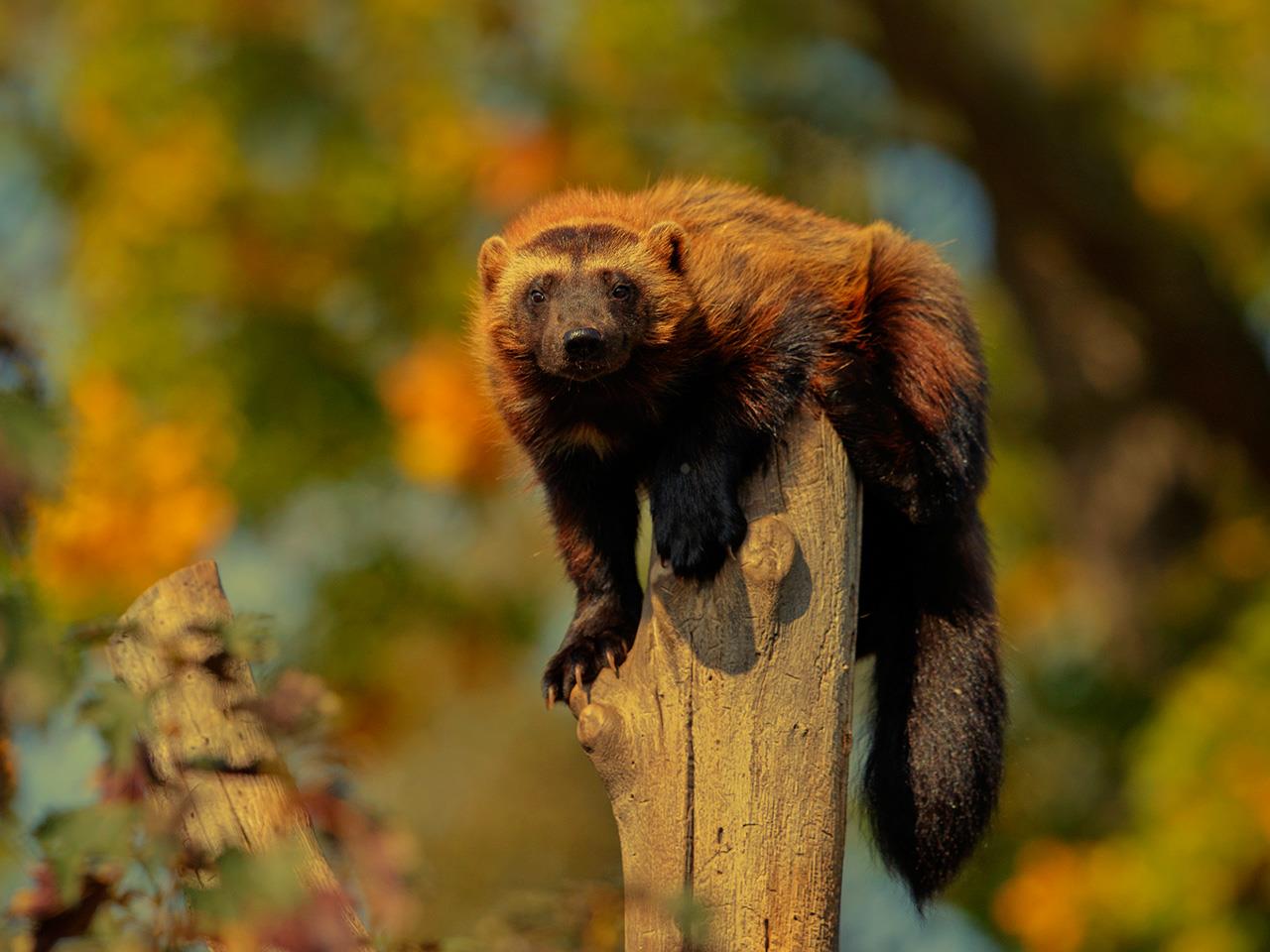 Facts About Wolverine Animal And Its Habitat